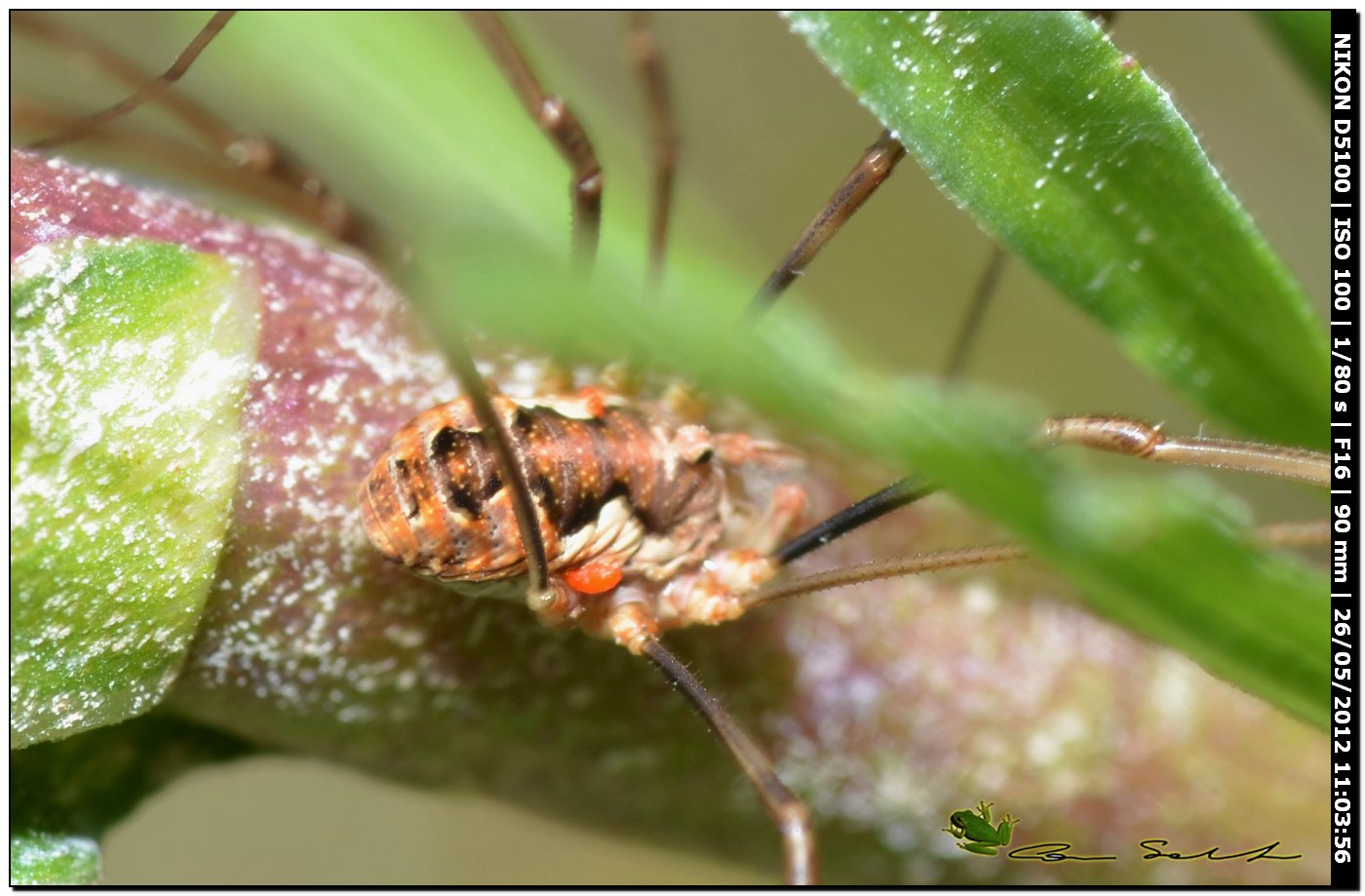 Dasylobus argentatus dal Lago di Baratz 131